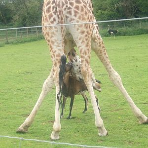 Gerald the giraffe and Arthur the Anglo nubian goat at Noah's Ark Zoo Farm,