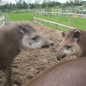 Tara, Toby and Troy the Brazilian tapirs at Noah's Ark Zoo Farm, 1 May 2010