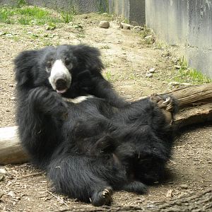 Sloth bear