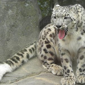 Snow Leopard