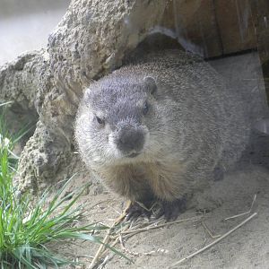 groundhog