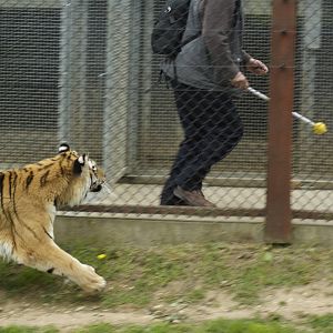 This meet the human experience isnt up to much!