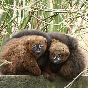 Red Bellied Lemurs - 5 April 2010