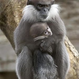 Purple-faced Langurs - 5 April 2010