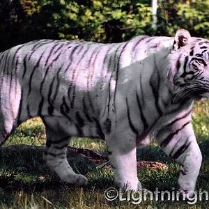 White Tiger 21