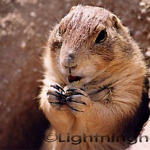 14768214 Prairie Dog