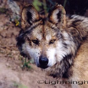 9165486 Mex Gray Wolf 1