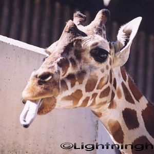 44048349 Giraffe tongue