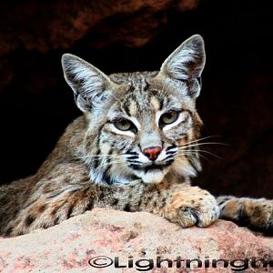 Bobcat4