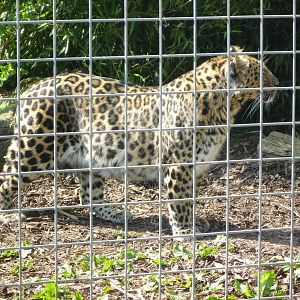 Amur Leopard