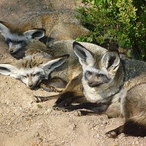 Bat Eared Foxes Sunbathing!