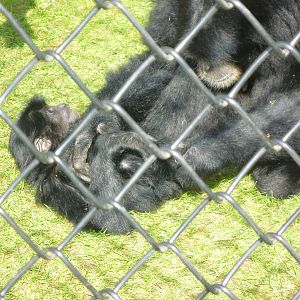 Siamang and Young