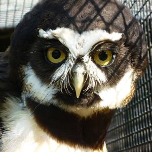 Spectacled Owl