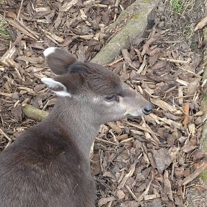 Mitchies Tufted Deer