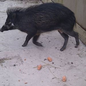 visayan warty pig