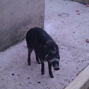 visayan warty pig