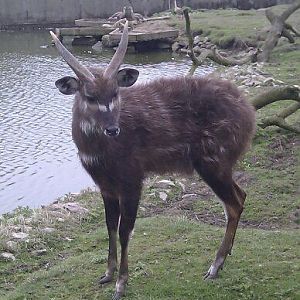 sitatunga