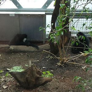 Gibbon indoor Exhibit