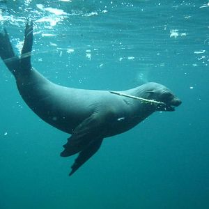 Soth african furseal,playing with a stick