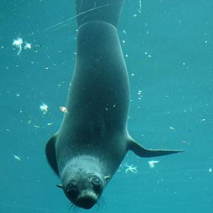 Curious south african furseal