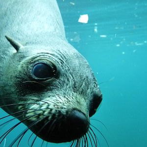 South african furseal