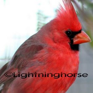 Male Cardinal