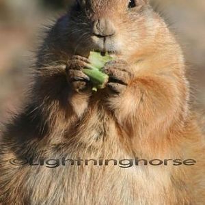 Prairie Dog
