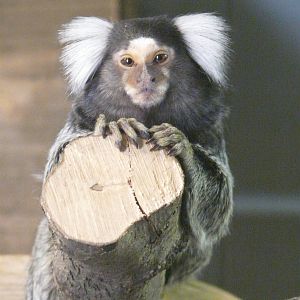 Marmoset