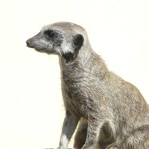 Meerkat