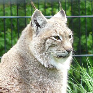 European Lynx