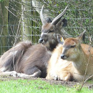 Sitatunga