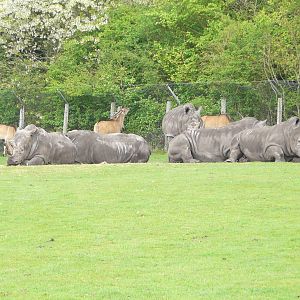 White Rhino herd