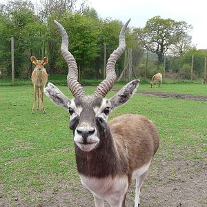 Blackbuck