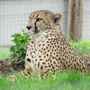 Cheetah