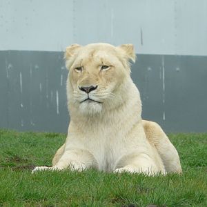 White Lioness