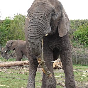 African Elephant