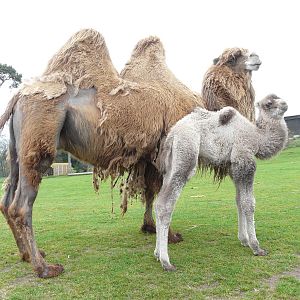 Bactrian Camels