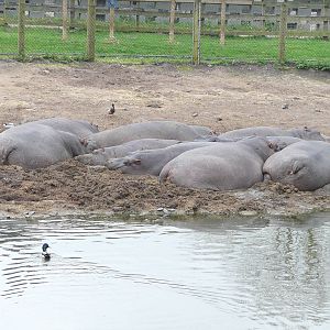 Heap of Hippos