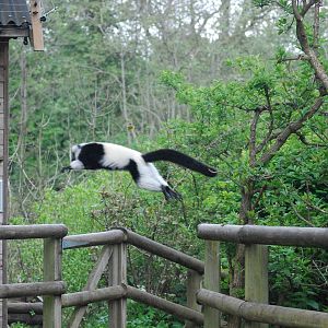 BLACK & WHITE RUFFED LEMUR