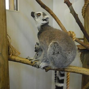 ring tailed lemur and young