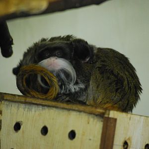 emperor tamarin & young