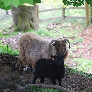 icelandic sheep
