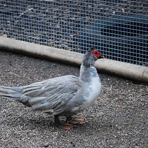 muscovy duck