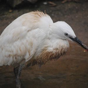Little Egret