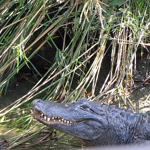 American Alligator