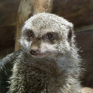 Meerkat