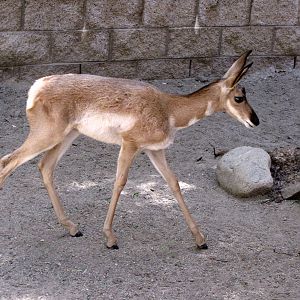 Peninsula Pronghorn