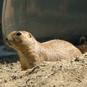 Prairie Dog
