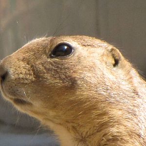 Prairie Dog