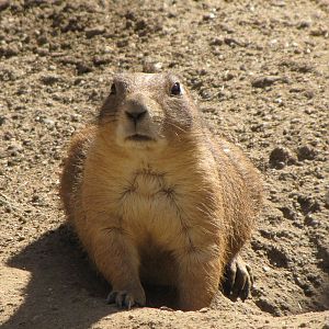 Prairie Dog
